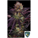 TH SEEDS - FRENCH MACARON FEM - 2 SEEDS