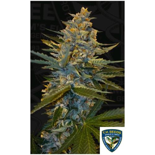 TH SEEDS -  BANANA CANDY KRUSH FEM - 2 SEEDS