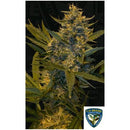 TH SEEDS - MELONSICLE FEM - 2 SEEDS