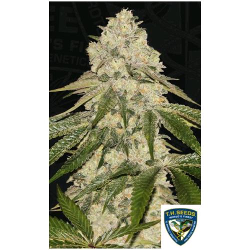 TH SEEDS - PISTHASH FEM - 2 SEEDS