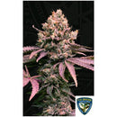 TH SEEDS - LONDON MINT CAKE FEM - 6+1 SEEDS