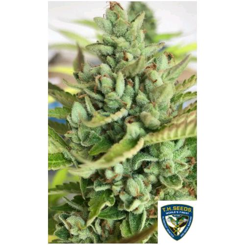 TH SEEDS - CITRON GRIV? FEM - 6+1 SEEDS