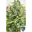 TH SEEDS - CITRON GRIV? FEM - 2 SEEDS