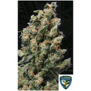 TH SEEDS - KUSHAGE  FEM - 5+1 SEEDS