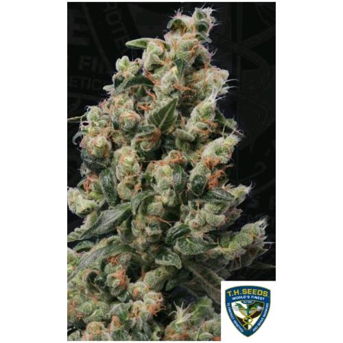 TH SEEDS - KUSHAGE  FEM - 5+1 SEEDS