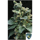 TH SEEDS - SAGE'N SOUR FEM - 5+1 SEEDS