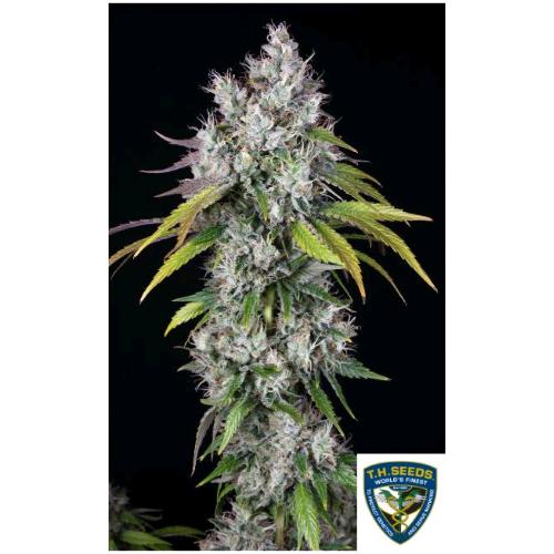 TH SEEDS - UNDERDAWG FEM - 5+1 SEEDS