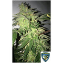 TH SEEDS - SHILOH Z FEM - 5+1 SEEDS