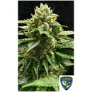 TH SEEDS - MELON VADER FEM - 5+1 SEEDS