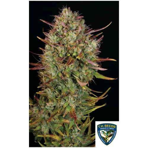 TH SEEDS - MK ULTRA AUTO - 5+1 SEEDS