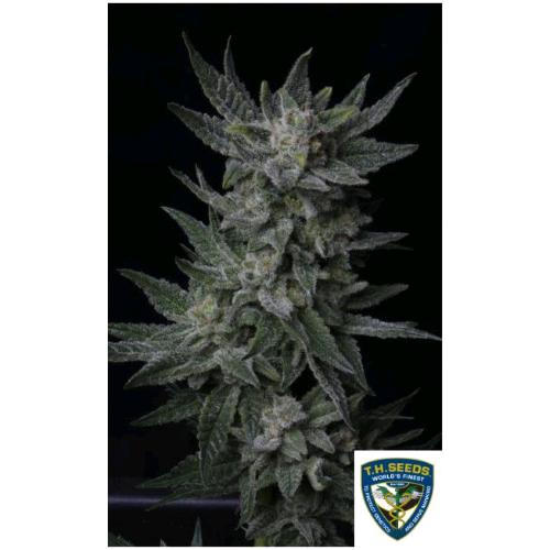 TH SEEDS - BUBBLEGUM AUTO - 10+2 SEEDS