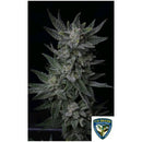 TH SEEDS - BUBBLEGUM AUTO - 2 SEEDS