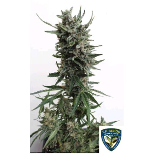 TH SEEDS - CRITICAL HOG AUTO - 2 SEEDS