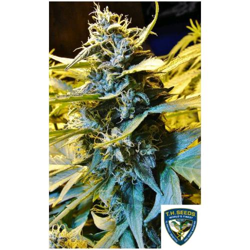 TH SEEDS - NOTHERN HOG AUTO - 2 SEEDS