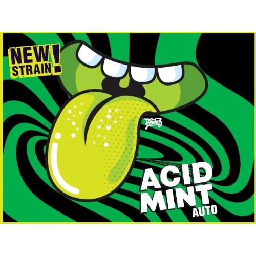 GECKO SEEDS - ACID MINT AUTO - 3 SEEDS
