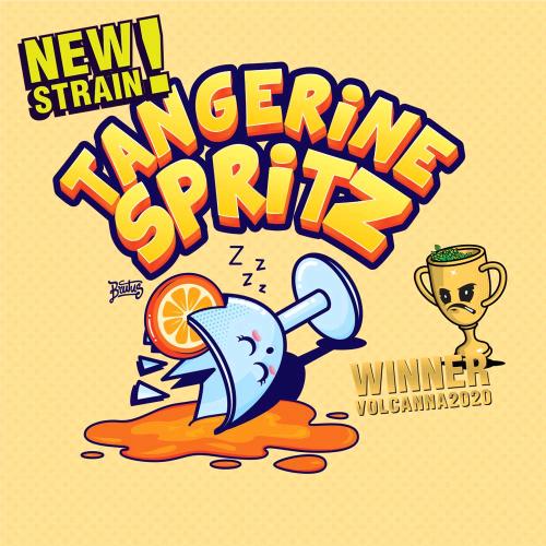 GECKO SEEDS - TANGERINE SPRITZ FEM - 3 SEEDS