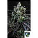 TH SEEDS - FRENCH MACARON AUTO - 6+1 SEEDS