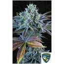 TH SEEDS - FRENCH COOKIES AUTO - 2 SEEDS