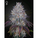 GREEN HOUSE - KING'S TART FEM - 1 SEED