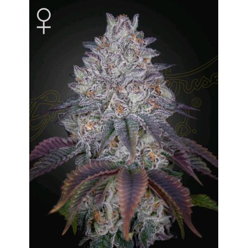 GREEN HOUSE - KING'S TART FEM - 5 SEEDS