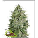 SEED STOCKERS - SUPER SKUNK AUTO - 100 SEEDS
