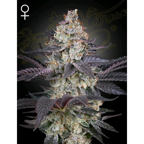 GREEN HOUSE - ZTRAWBERRY FEM - 10 SEEDS
