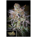 PARADISE SEEDS - SWEETOPIA FEM - 3 SEEDS
