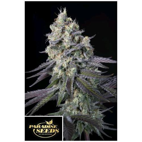 PARADISE SEEDS - PURPLE MINTS FEM - 5 SEEDS