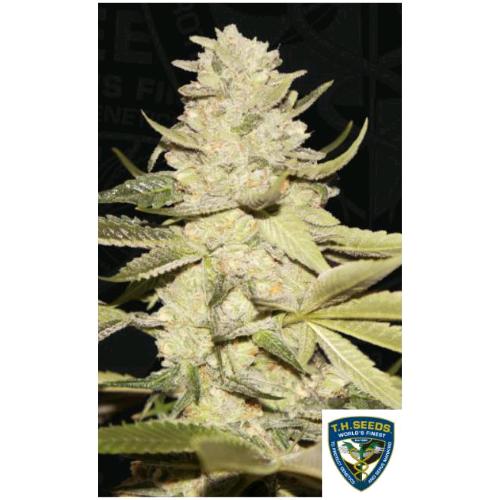TH SEEDS - PLANET LEMON FEM - 2 SEEDS