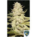 TH SEEDS - PLANET LEMON FEM - 7+1 SEEDS