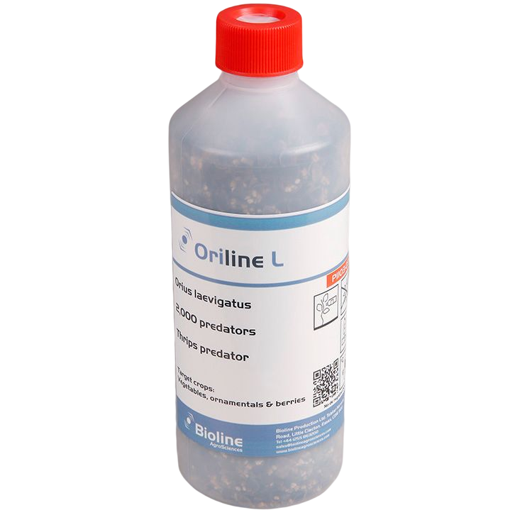 Oriline L adults - Bottle - 2,000 Individuals - Orius laevigatus (Trips)